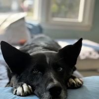 Bond Vet - Glenview ico