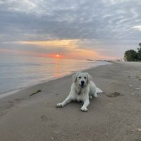 Christensen Animal Hospital ico