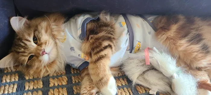 Christensen Animal Hospital 12