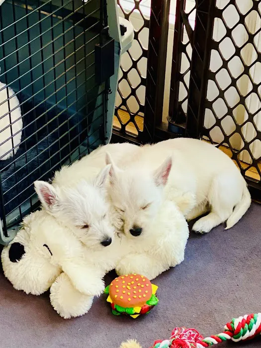 Winnetka Animal Hospital LLC 12