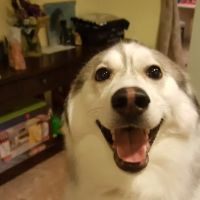 Winnetka Animal Hospital LLC ico