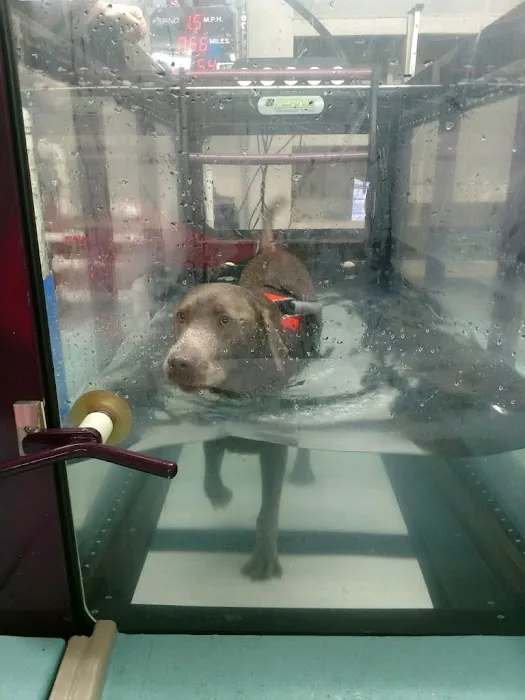 Four Paws Rehabilitation 1