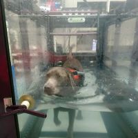 Four Paws Rehabilitation ico
