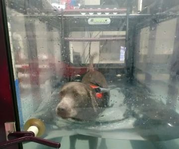 Four Paws Rehabilitation