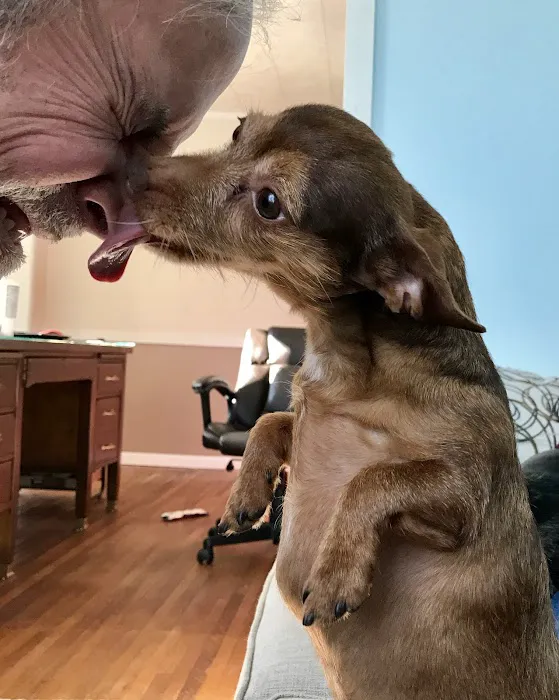 Mt. Pleasant Animal Hospital, PC 8