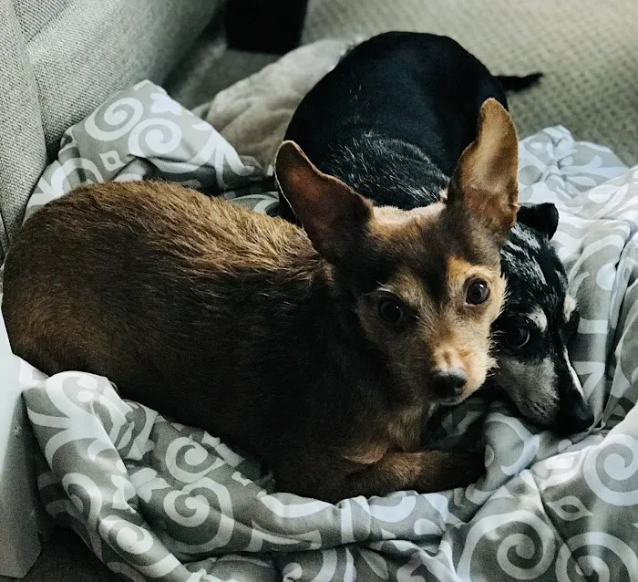 Mt. Pleasant Animal Hospital, PC 9