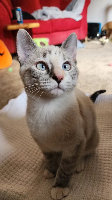 Isabella Cat Clinic 2