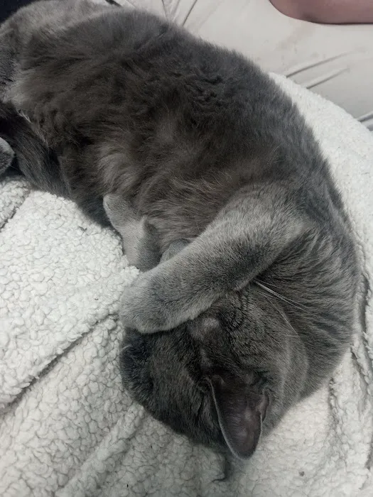 Isabella Cat Clinic 3