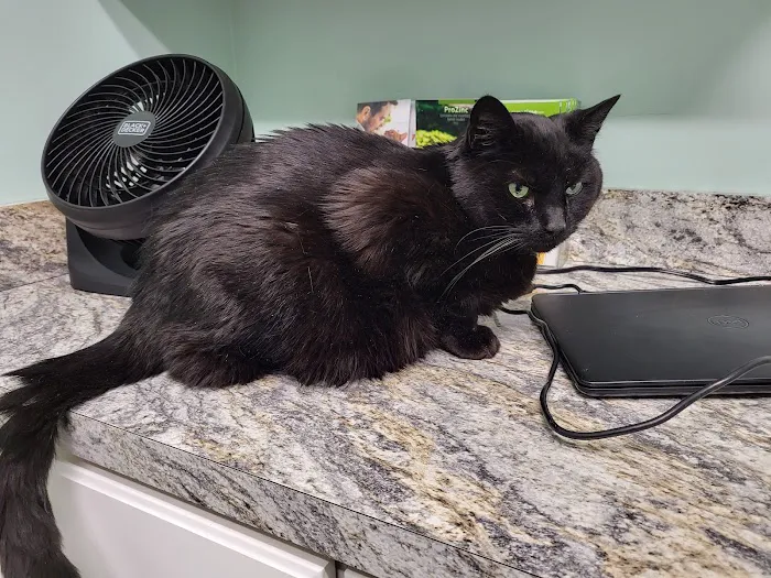 Isabella Cat Clinic 8