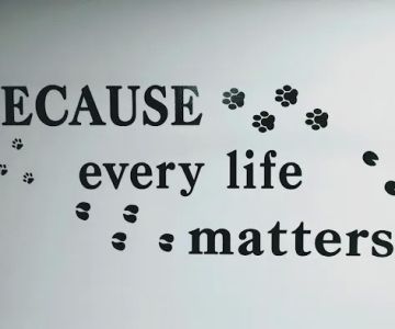 Isabella Cat Clinic