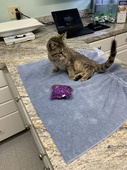 Isabella Cat Clinic 10