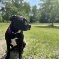 Clare Animal Hospital ico