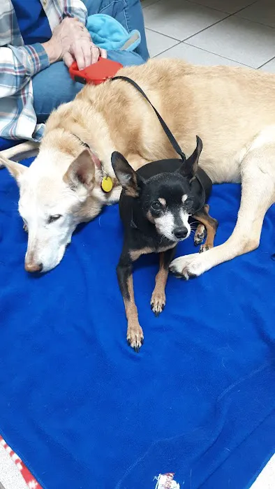 Clare Animal Hospital 2