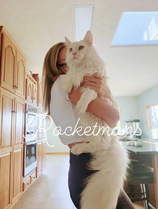 Rocketmans Maine Coons of Michigan 3