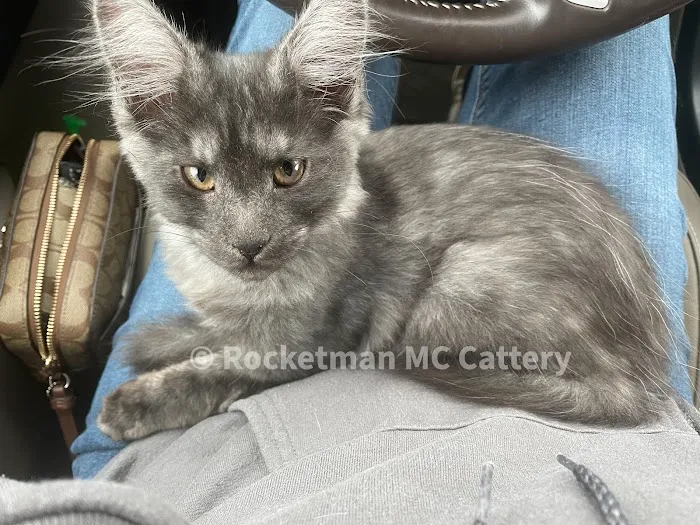 Rocketmans Maine Coons of Michigan 4