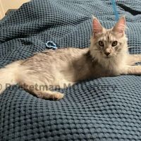 Rocketmans Maine Coons of Michigan ico