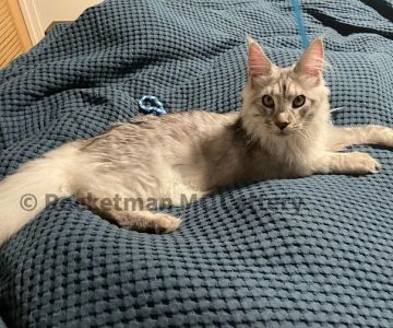Rocketmans Maine Coons of Michigan