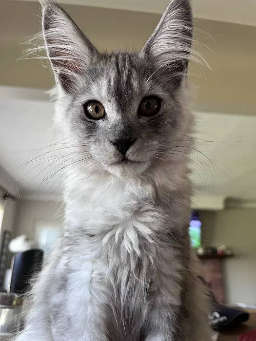 Rocketmans Maine Coons of Michigan 2