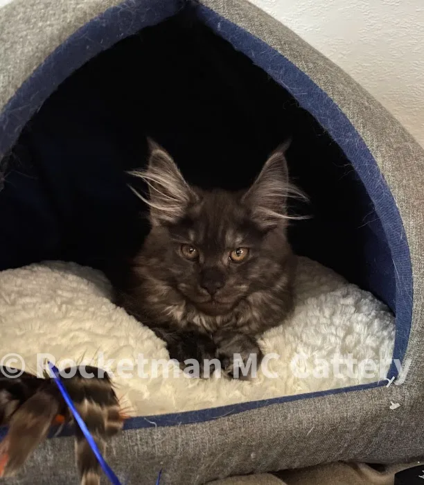 Rocketmans Maine Coons of Michigan 6