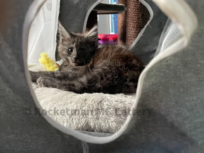 Rocketmans Maine Coons of Michigan 8