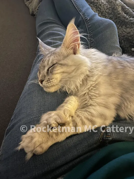 Rocketmans Maine Coons of Michigan 9