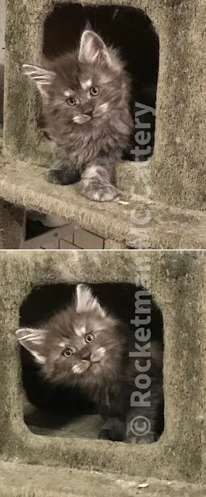 Rocketmans Maine Coons of Michigan 7