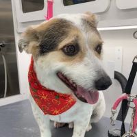 Dr. Ed Blesy ico