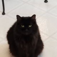 Lakeshore Animal Health Care ico