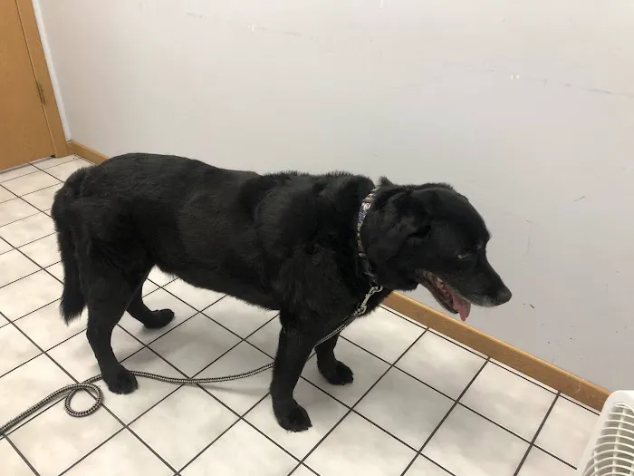 Fox Lake Animal Hospital 12