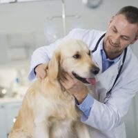 Fox Lake Animal Hospital ico