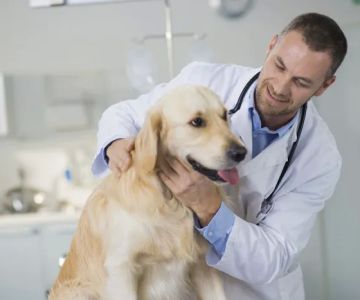 Fox Lake Animal Hospital