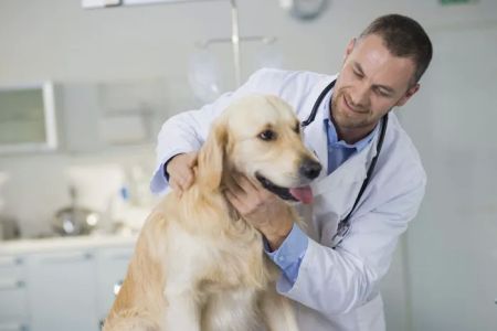 Fox Lake Animal Hospital