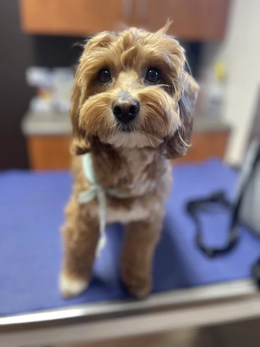 Lakeview Veterinary Care 4