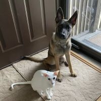 Lakeview Veterinary Care ico