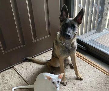 Lakeview Veterinary Care