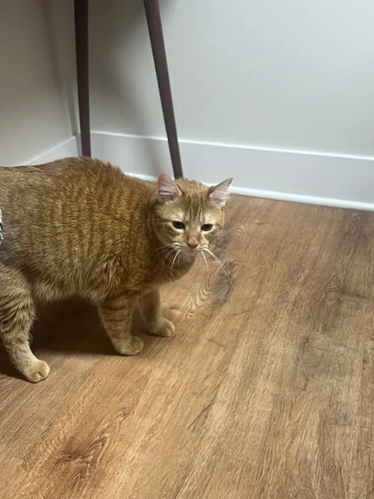 Lakeview Veterinary Care 3