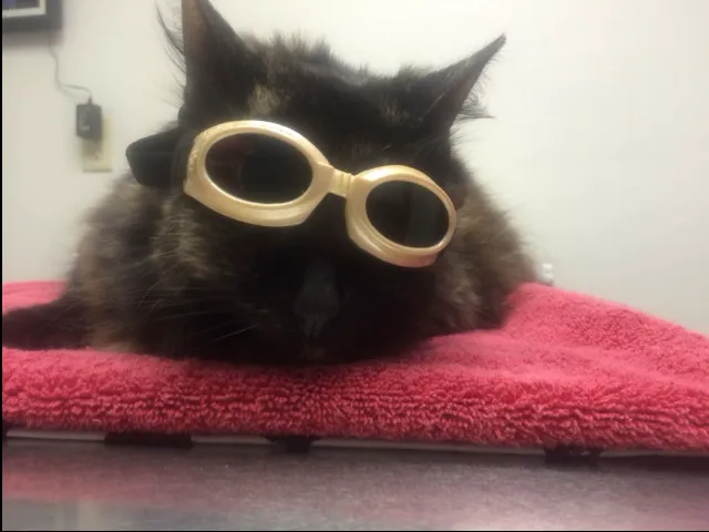 North Shore Animal Hospital 12
