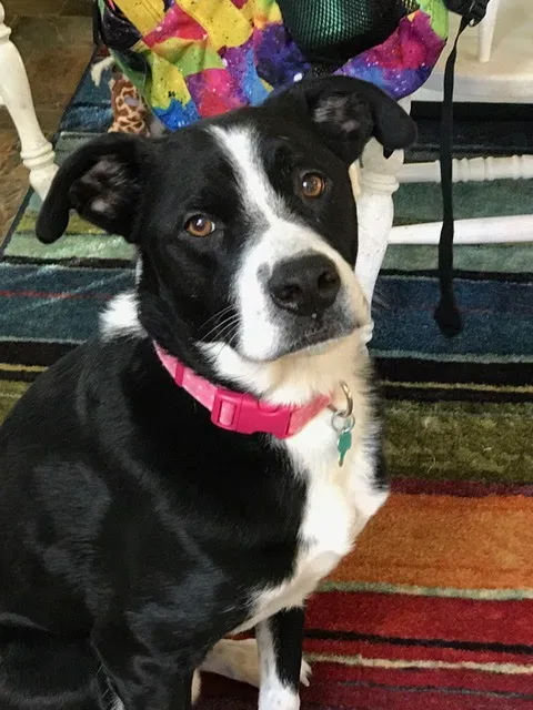 North Shore Animal Hospital 12