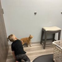 North Shore Animal Hospital ico