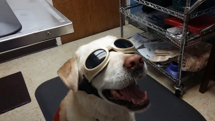 North Shore Animal Hospital 12
