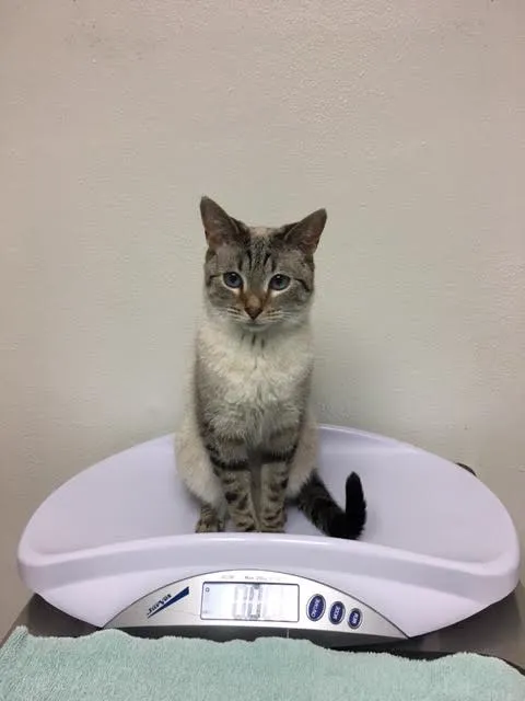 North Shore Animal Hospital 12