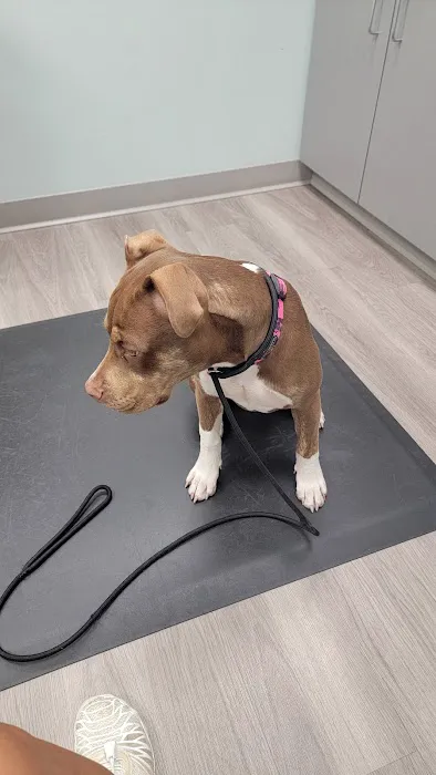 North Shore Animal Hospital 12