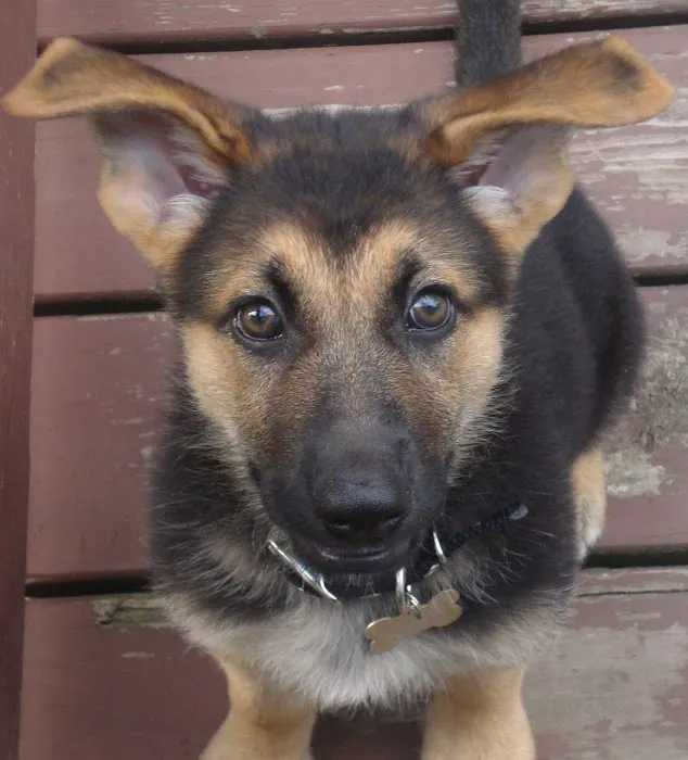 Canine Center 12
