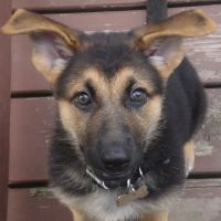 Canine Center ico