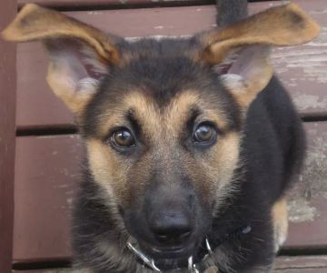 Canine Center