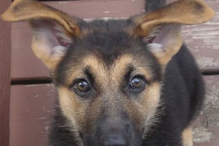 Canine Center