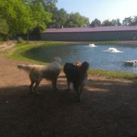 Brentwood Animal Campus ico