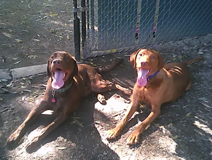 Brentwood Animal Campus 12