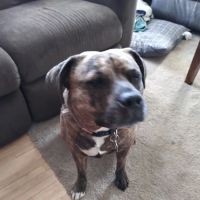 Franklin Veterinary Clinic ico