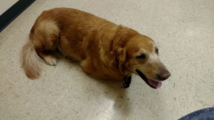 Fox Valley Veterinary Service 3